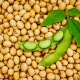 BIO Soja Tofu - Glycine max - bio nasiona soi - 50 szt.