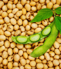 BIO Soja Tofu - Glycine max - bio nasiona soi - 50 szt.