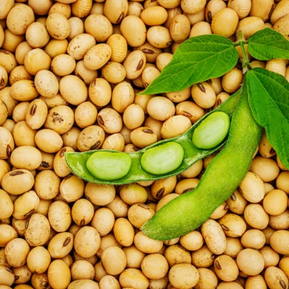 BIO Soja Tofu - Glycine max - bio nasiona soi - 50 szt.