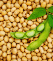 BIO Soja Tofu - Glycine max - bio nasiona soi - 50 szt.