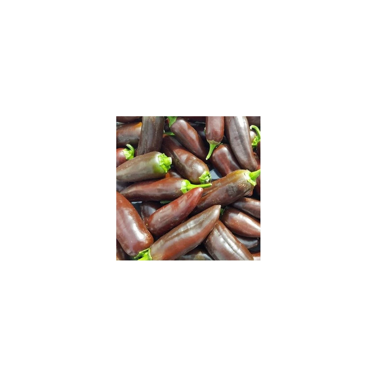 Chilli Jalapeno Brown - Capsicum annuum - semena chilli - 5 ks