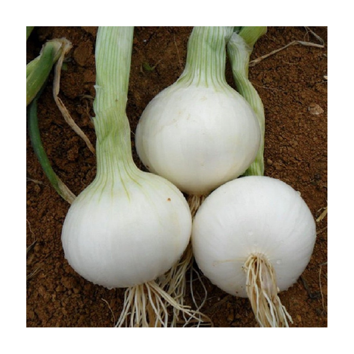 Cibule White Globe - Allium cepa - semena cibule - 100 ks