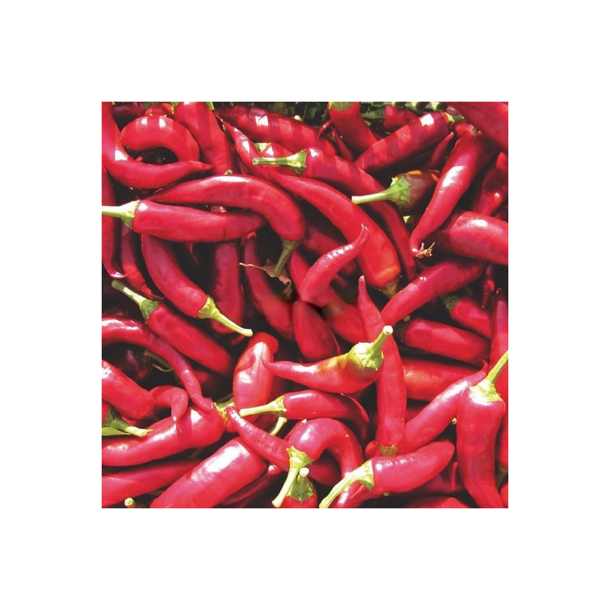 Paprika Kora Zel - Capsicum annuum - semena papriky - 40 ks