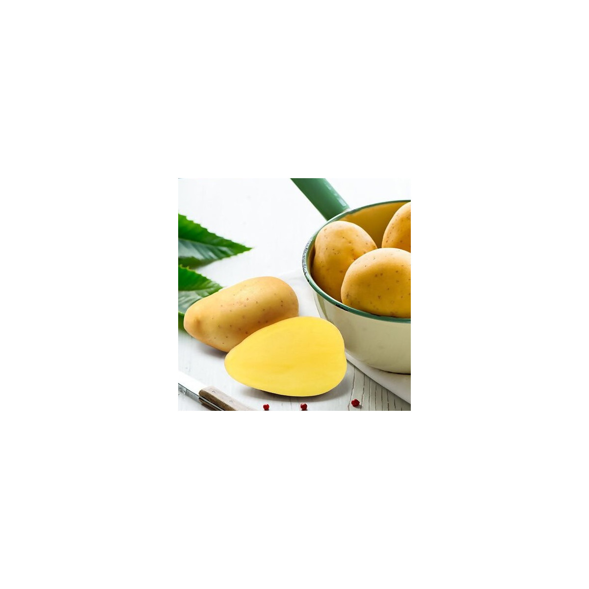 BIO sadbové brambory Bellinda - Solanum tuberosum - bio brambory - 10 ks