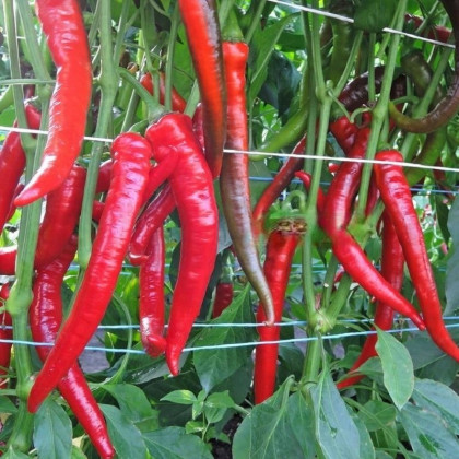 Paprika Pálivec - Capsicum annuum - semena papriky - 20 ks