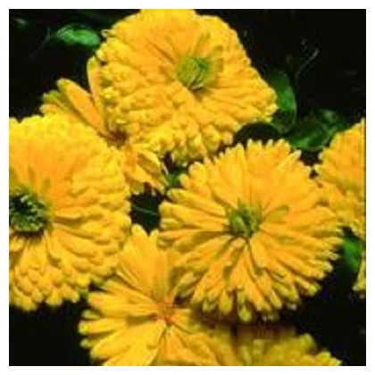 Měsíček lékařský Bon Bon žlutý - Calendula officinalis - semena měsíčku - 20 ks