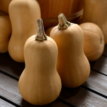 Dýně máslová Butterbaby F1 PMT - Cucurbita moschata - semena dýně - 6 ks