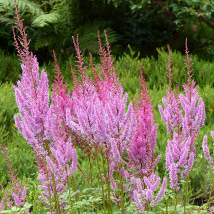 Čechrava čínská růžová - Astilbe chinensis var. pumila - semena čechravy - 10 ks