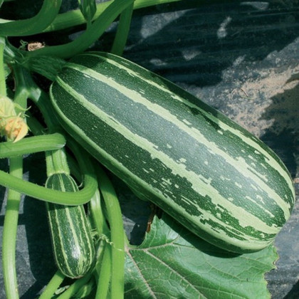 Cuketa Bush Baby F1 Marrow - Cucurbita pepo - semena cukety - 6 ks