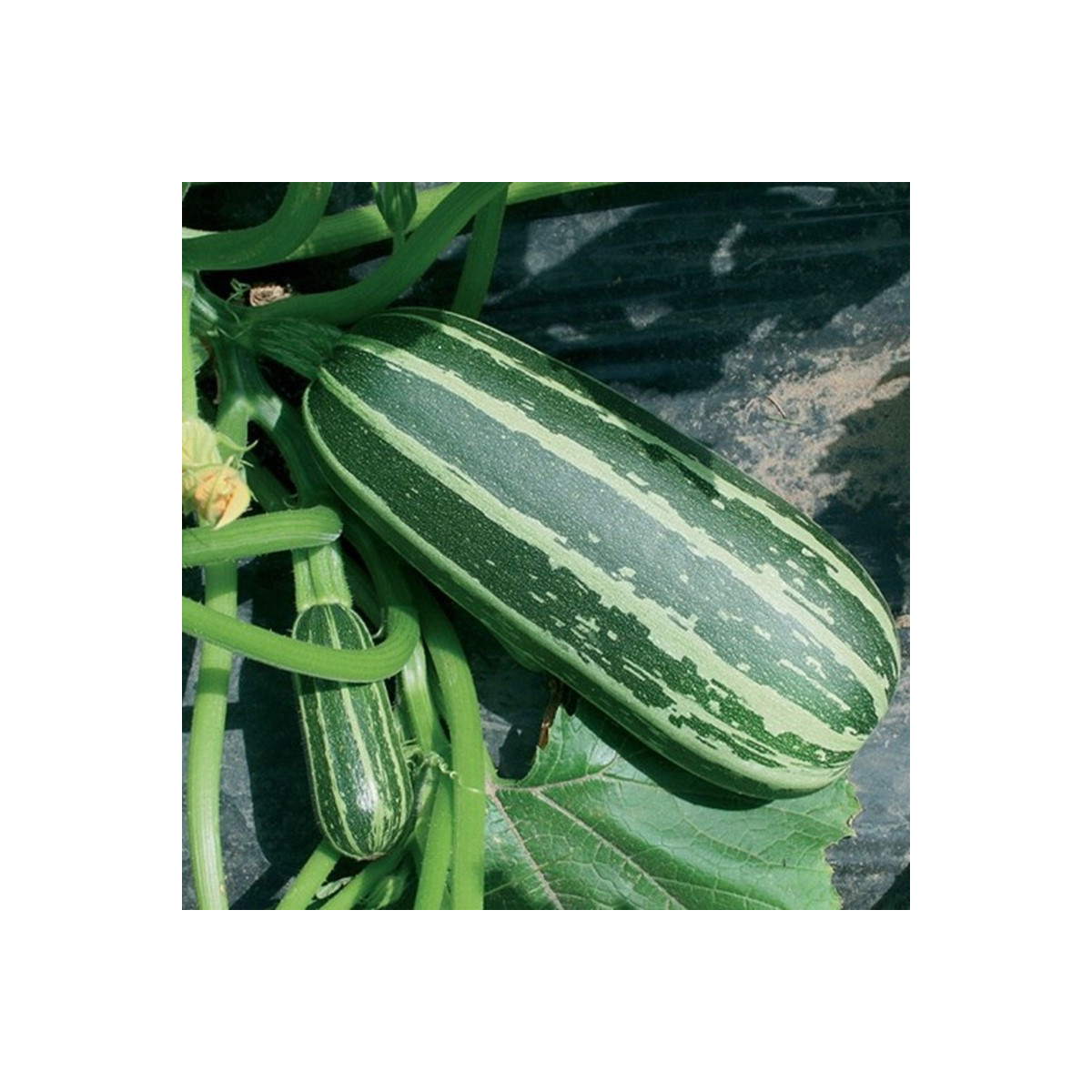Cuketa Bush Baby F1 Marrow - Cucurbita pepo - semena cukety - 6 ks