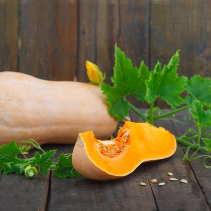 Dýně máslová Butternut - Cucurbita moschata - semena dýně - 6 ks