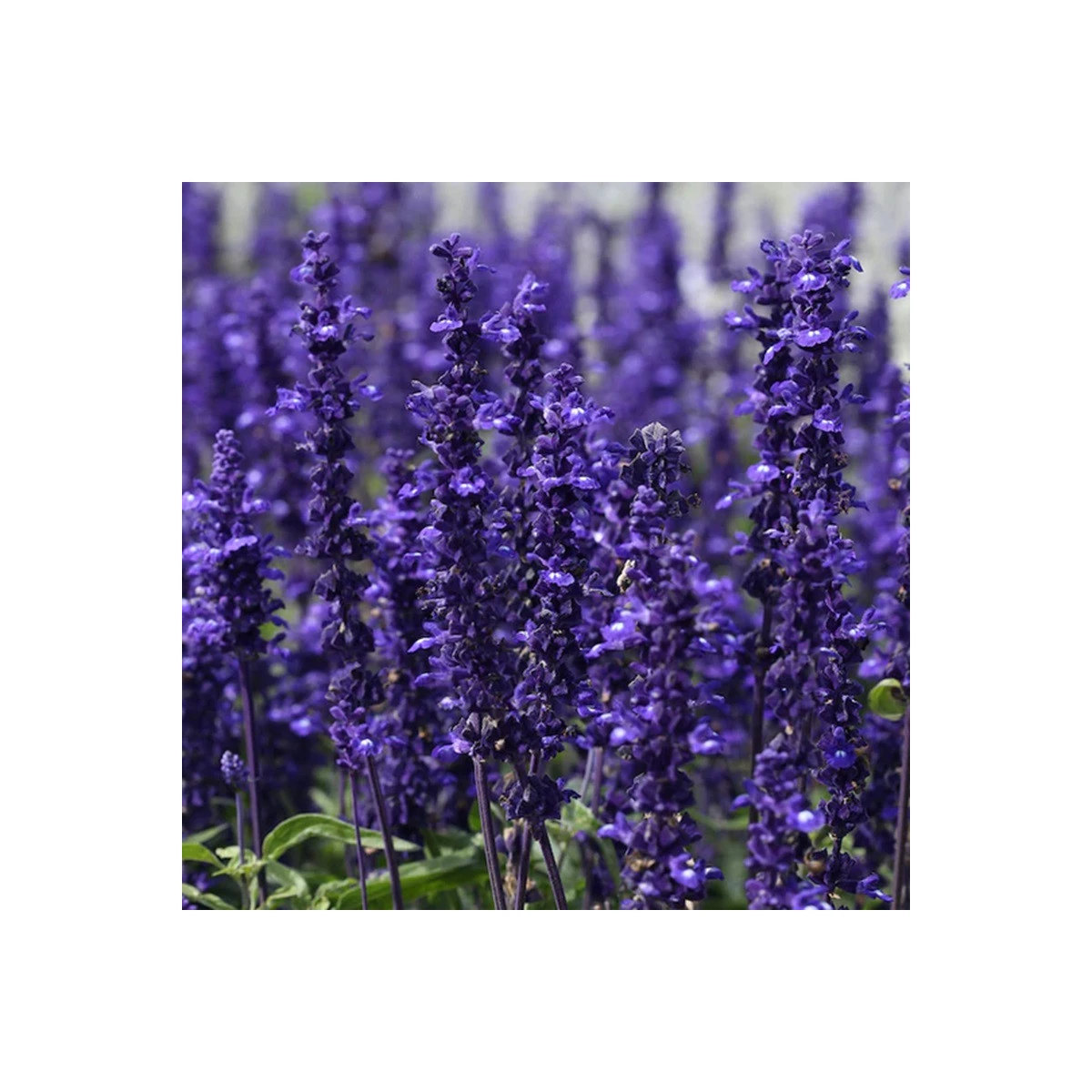 Šalvěj hajní Westfriesland - Salvia nemorosa - semena šalvěje - 20 ks