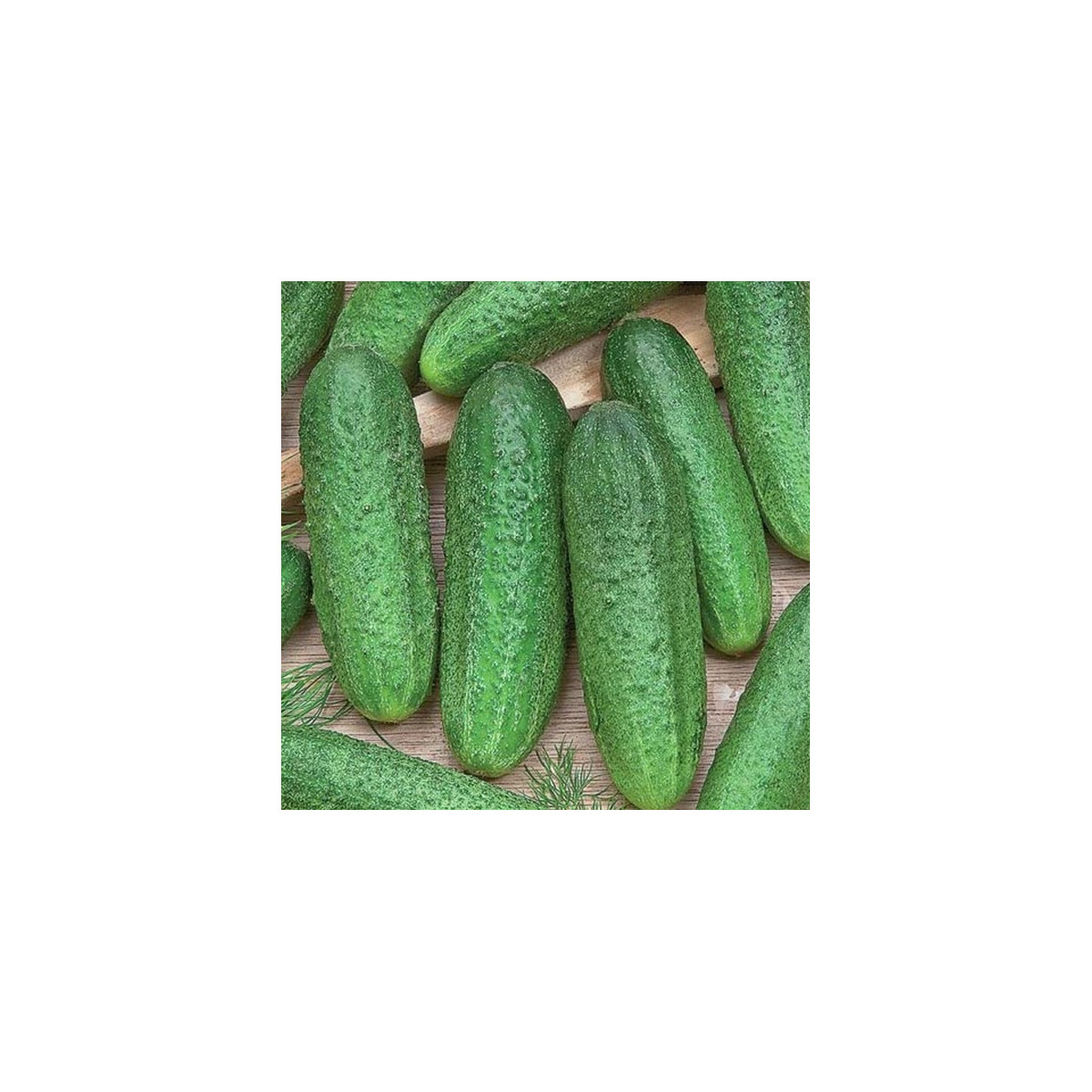 Okurka Profi F1 - Cucumis sativus - semena okurky - 15 ks