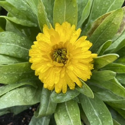 Měsíček lékařský Bon Bon žlutý - Calendula officinalis - semena měsíčku - 20 ks