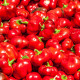 Paprika Topepo rosso - Capsicum annuum - semena papriky - 20 ks