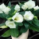 Eustoma Carmen Ivory F1 - Eustoma grandiflorum - semena eustomy - 12 ks