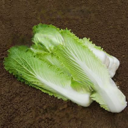 Bio pekingské zelí Granat - Brassica rapa pekinensis - bio semena zelí - 100 ks
