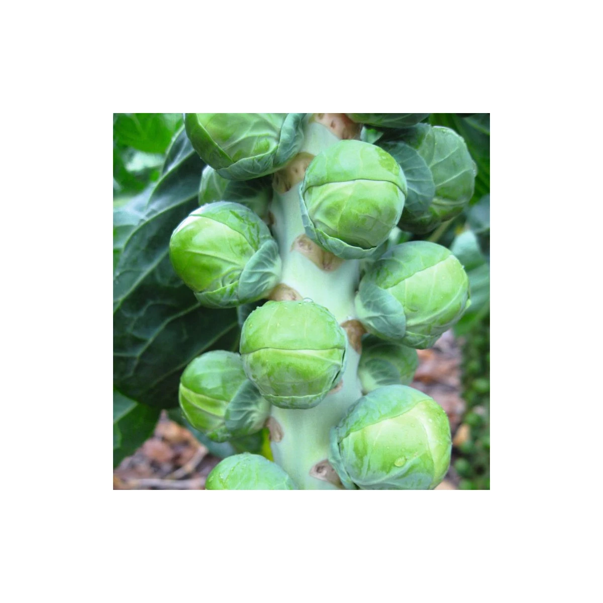 BIO Kapusta růžičková Neptuno F1 - Brassica oleracea var. gemmifera - semena kapusty - 20 ks