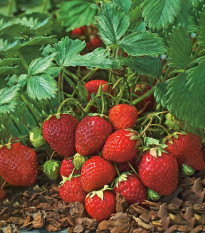 Jahodnik Polka - Fragaria ananassa - sadzonki truskawek z gołym korzeniem - 3 szt.