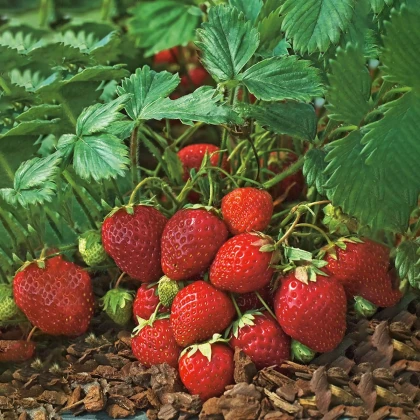 Jahodnik Polka - Fragaria ananassa - sadzonki truskawek z gołym korzeniem - 3 szt.