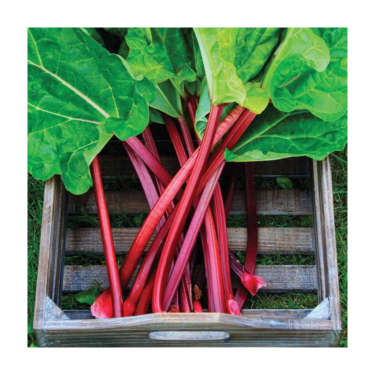 Rebarbora Holsteiner Blut - Rheum rhabarbarum - prostokořenné sazenice rebarbory - 1 ks