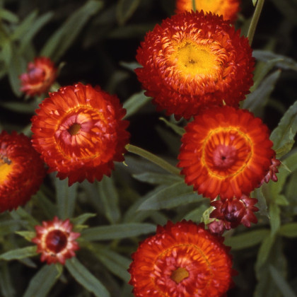 Slaměnka Scarlet - Helichrysum bracteatum - semena slaměnky - 500 ks