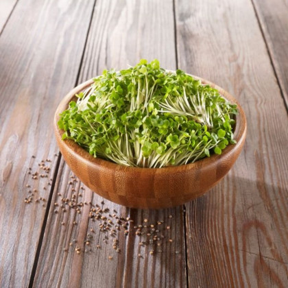 BIO Rukola - bio semena na klíčení - 50 g