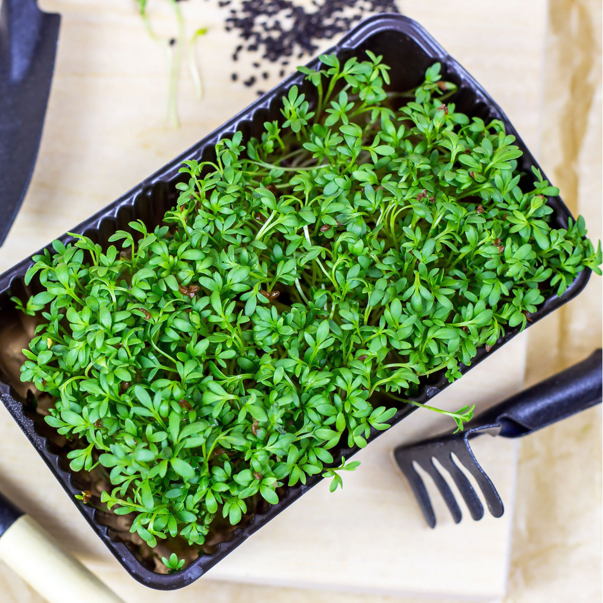 Sada na klíčení - BIO Řeřicha - 1 ks