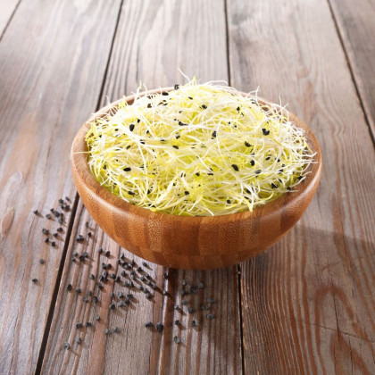 BIO Cibule - bio semena na klíčení - 15 g