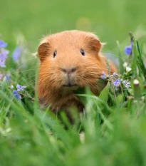 Tráva pro morčata - semena Kiepenkerl - 1 ks