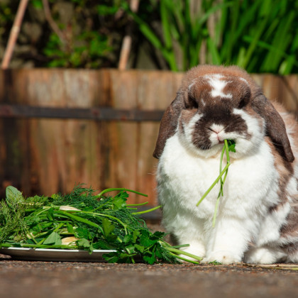Tráva pro králíčky - semena Kiepenkerl - 1 ks