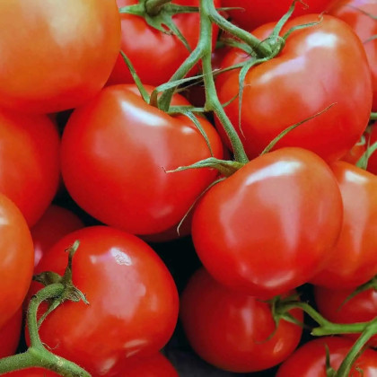 Rajče Sláva Porýní - Lycopersicon lycopersicum L. - semena rajčete - 20 ks