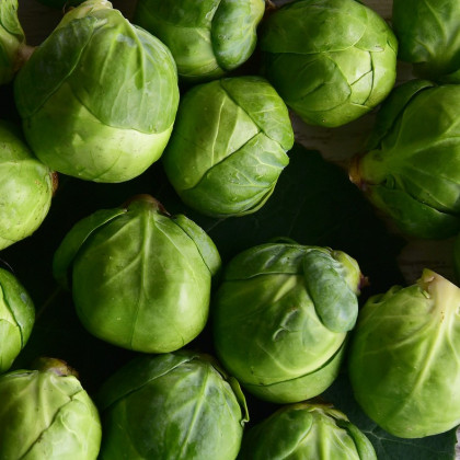 BIO Kapusta růžičková Nautic F1 - Brassica oleracea - semena kapusty - 20 ks