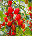 Rajče Roma - Solanum lycopersicum - nasiona pomidora - 35 szt.