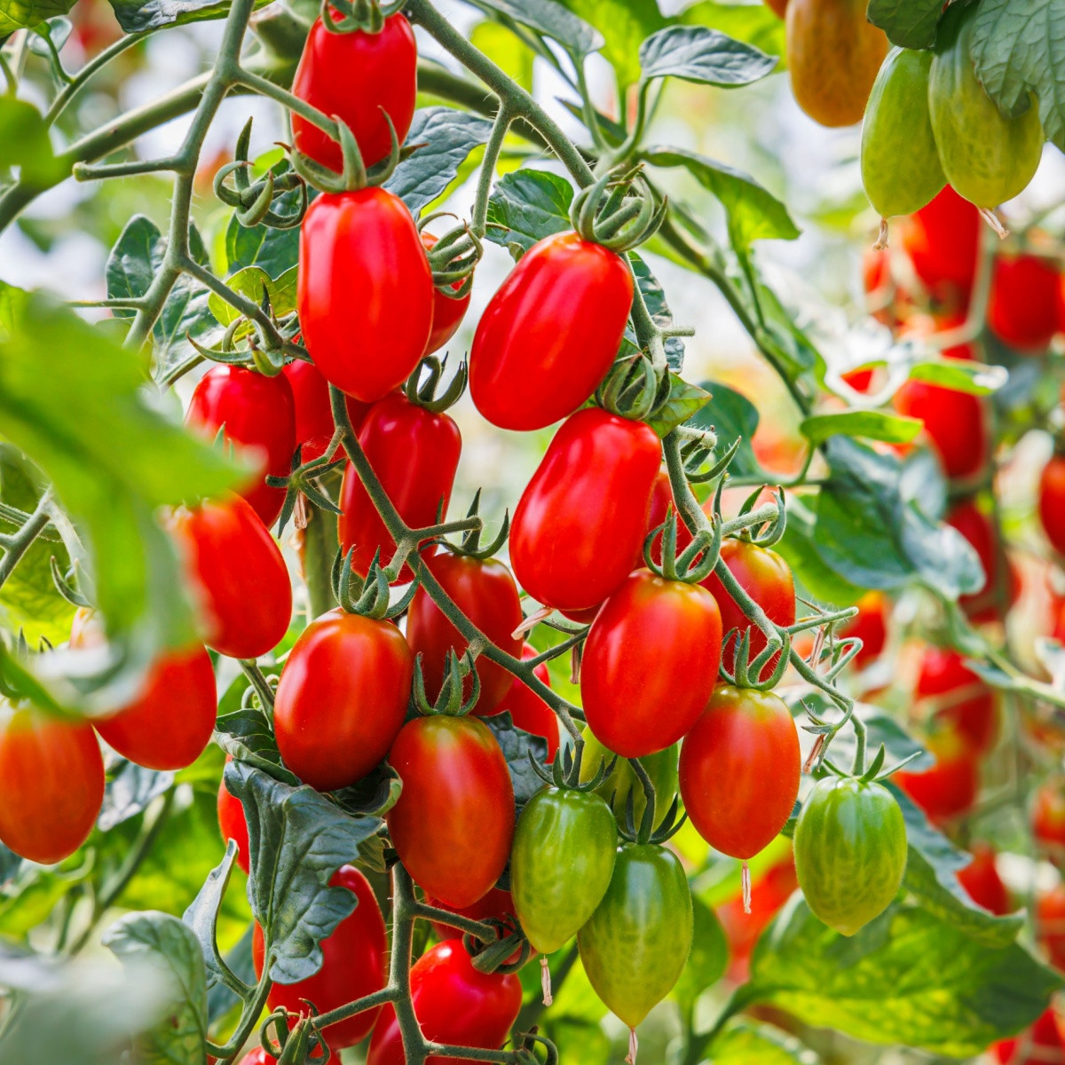 Rajče Roma - Solanum lycopersicum - nasiona pomidora - 35 szt.