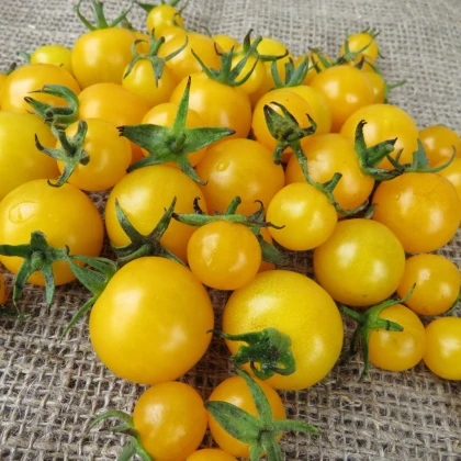 Rajče Goldkrone - Solanum lycopersicum - nasiona pomidora - 20 szt.