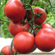 Pomidor Harzfeuer - Solanum lycopersicum - nasiona pomidora - 6 szt.