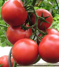 Pomidor Harzfeuer - Solanum lycopersicum - nasiona pomidora - 6 szt.