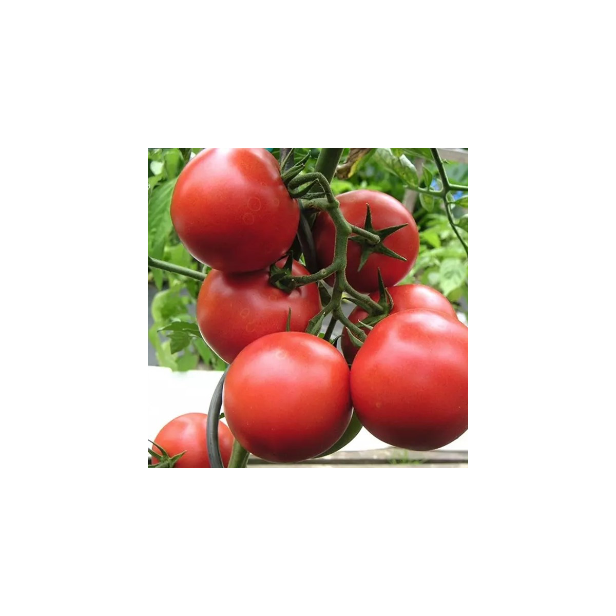 Pomidor Harzfeuer - Solanum lycopersicum - nasiona pomidora - 6 szt.
