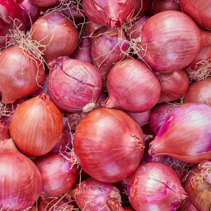 Cibule šalotka Camelot F1 - Allium cepa