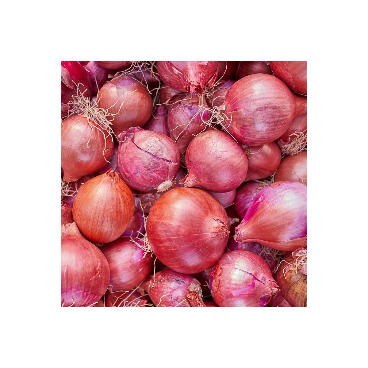 Cibule šalotka Camelot F1 - Allium cepa