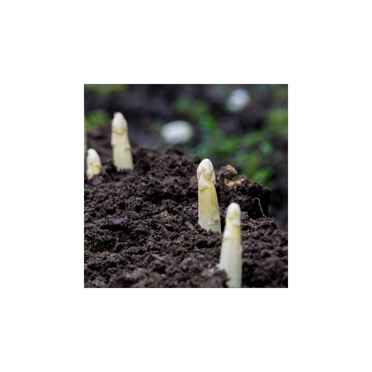Szparag lekarski Argenteuil do bielenia - Asparagus officinalis - nasiona szparagów - 30 szt.