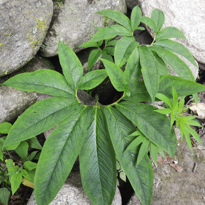 Úžovník nicí - Sauromatum venosum - cibule úžovníku - 1 ks