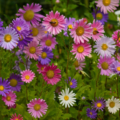 BIO Astra čínská směs - Callistephus chinensis - bio semena astry - 50 ks