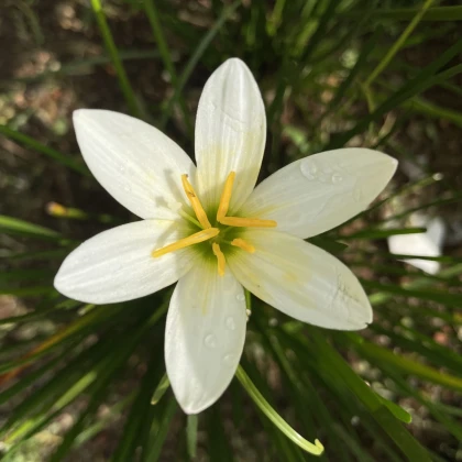 Lilia deszczowa biała - Zephyrantes candida - cebulki lilii - 3 szt.