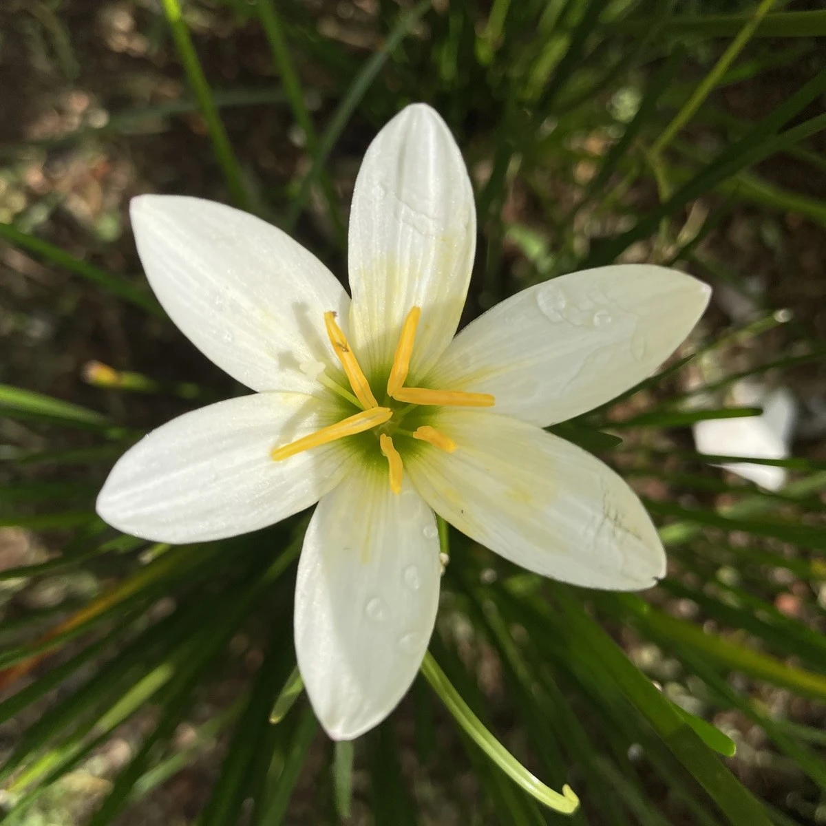 Lilia deszczowa biała - Zephyrantes candida - cebulki lilii - 3 szt.
