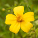 BIO Aksamitník tenkolistý Lemon Gem - Tagetes tenuifolia - bio semena aksamitníku - 0,02 g