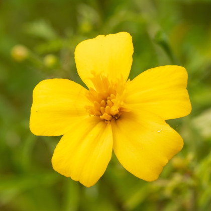 BIO Aksamitník tenkolistý Lemon Gem - Tagetes tenuifolia - bio semena aksamitníku - 0,02 g
