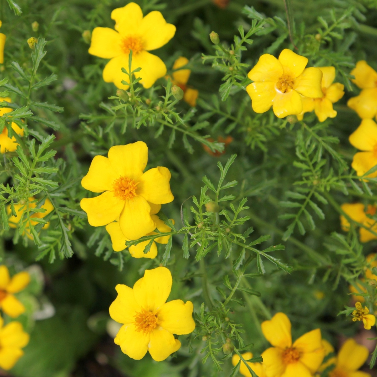 BIO Aksamitník tenkolistý Lemon Gem - Tagetes tenuifolia - bio semena aksamitníku - 0,02 g