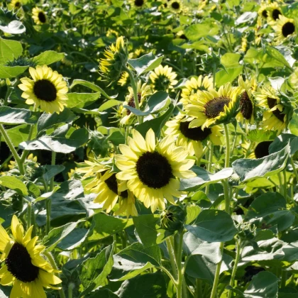 BIO Slunečnice Primrose - Helianthus annuus - bio semena slunečnice - 10 ks